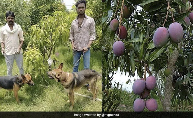 2 लाख 70 हज़ार रुपये किलो बिकता है ये दुनिया का सबसे महंगा आम, 3 गार्ड और 6 कुत्ते करते हैं रखवाली