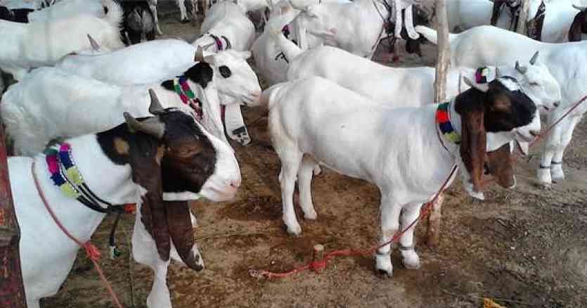 बकरीद को लेकर गाइडलाइंस जारी, कुर्बानी का वीडियो और खुले में नमाज न पढ़ने सहित कई बातों को लेकर नसीहत