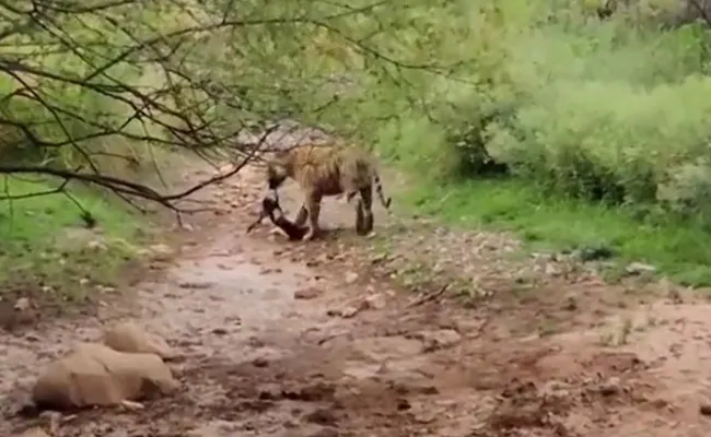 सोए हुए टाइगर के आगे भौंकना कुत्ते को पड़ा भारी, पलक झपकते निकल गई सांस